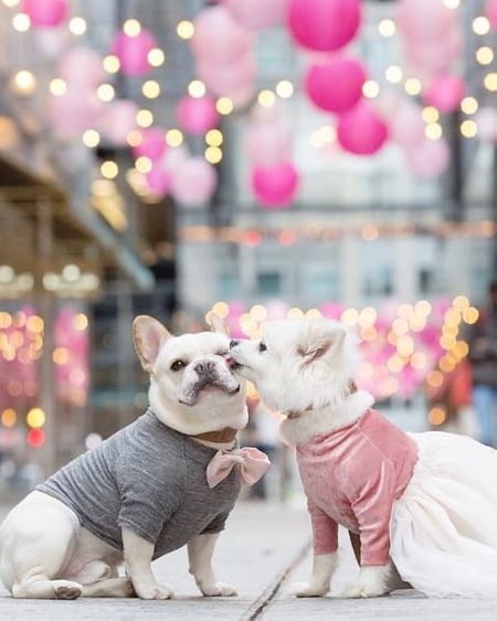 The Most Adorable Thing You'll See Today- An Engagement Shoot for Dogs!