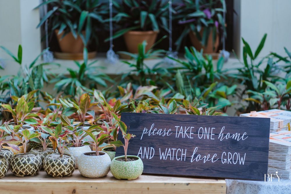 Photo of potted plant as eco-friendly wedding favor for sustainable weddings