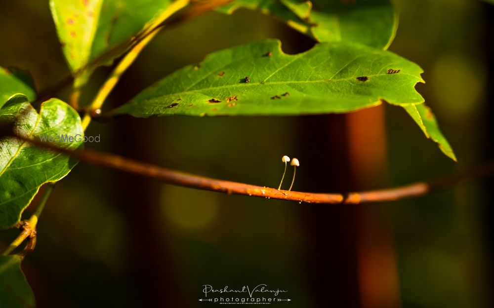 Photo By Prashant Valanju Photography - Photographers