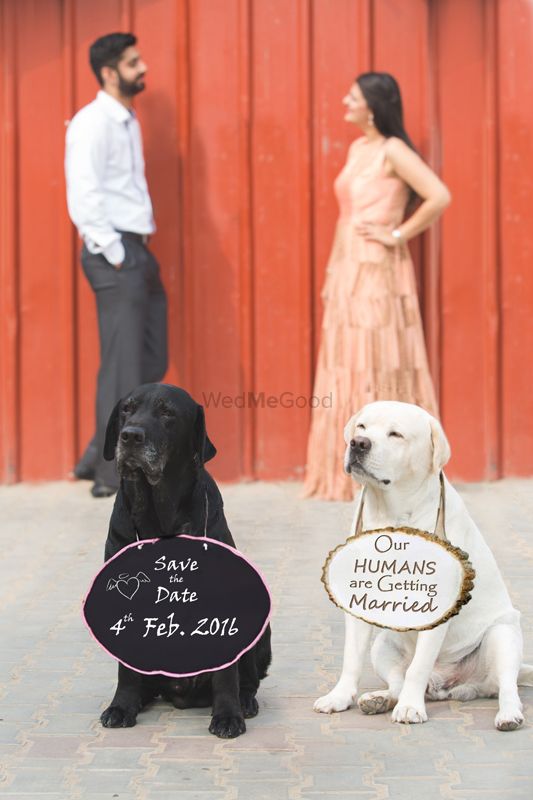 Photo of Save the date with his and her pet dogs