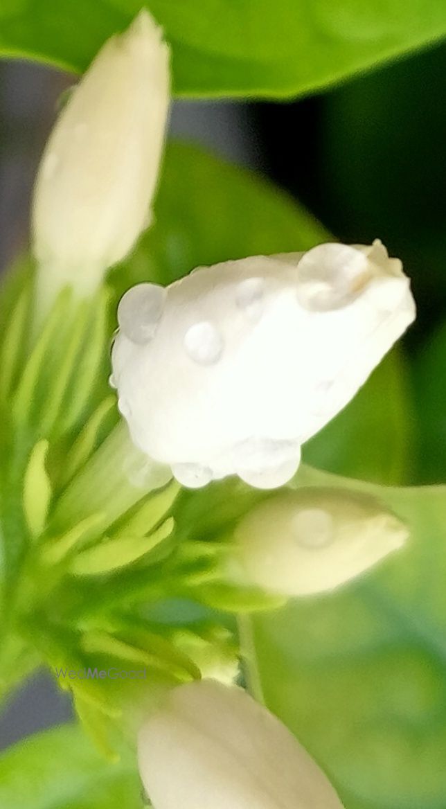 Photo By Supreme Flower Decorater - Decor - Decorators