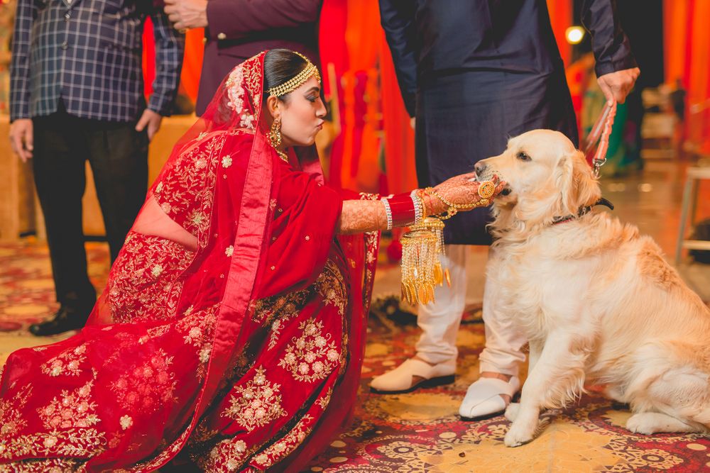 Photo of bride with her dog on her wedding day bidaai