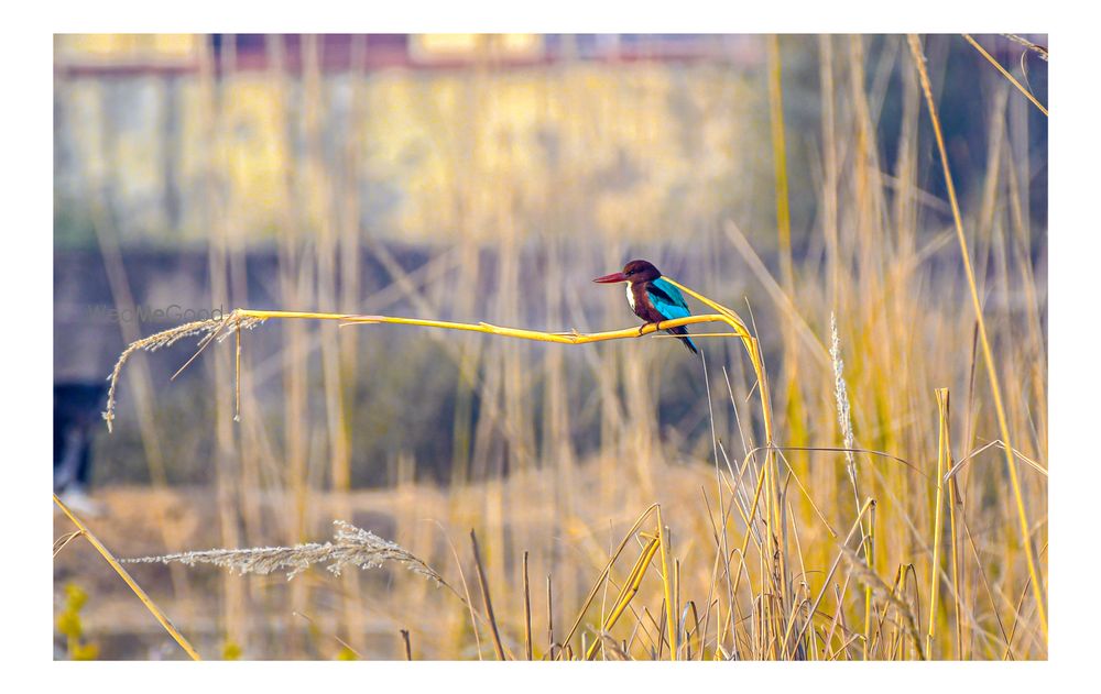 Photo By Aasif Photography - Photographers