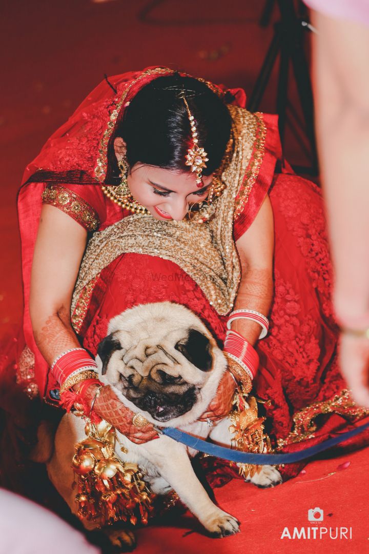 Photo From Neha and Gautam (All Rituals and Wedding) - By Wed Me Wow by Amit Puri