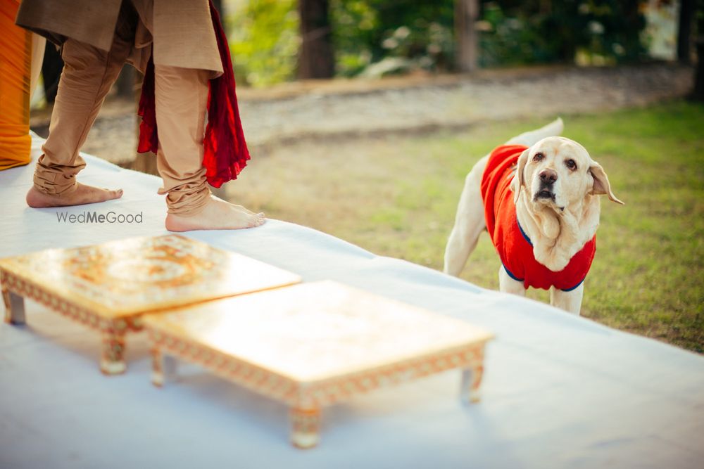 Photo From Sahil & Pashyanti - Dreamy Jungle Wedding - By The Wedding Planning Company