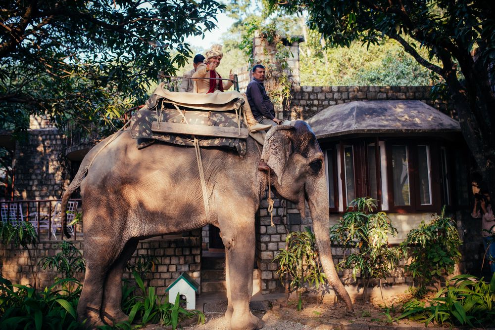 Photo of Groom entering on an elephant for forest wedding
