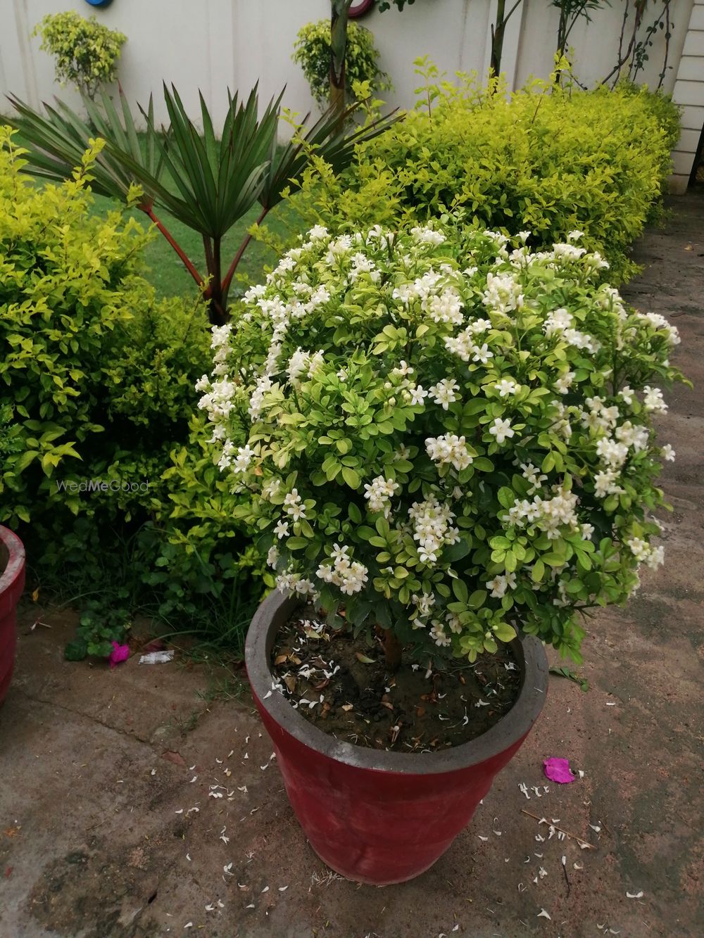 Photo From Royal Garden - By Royal Garden