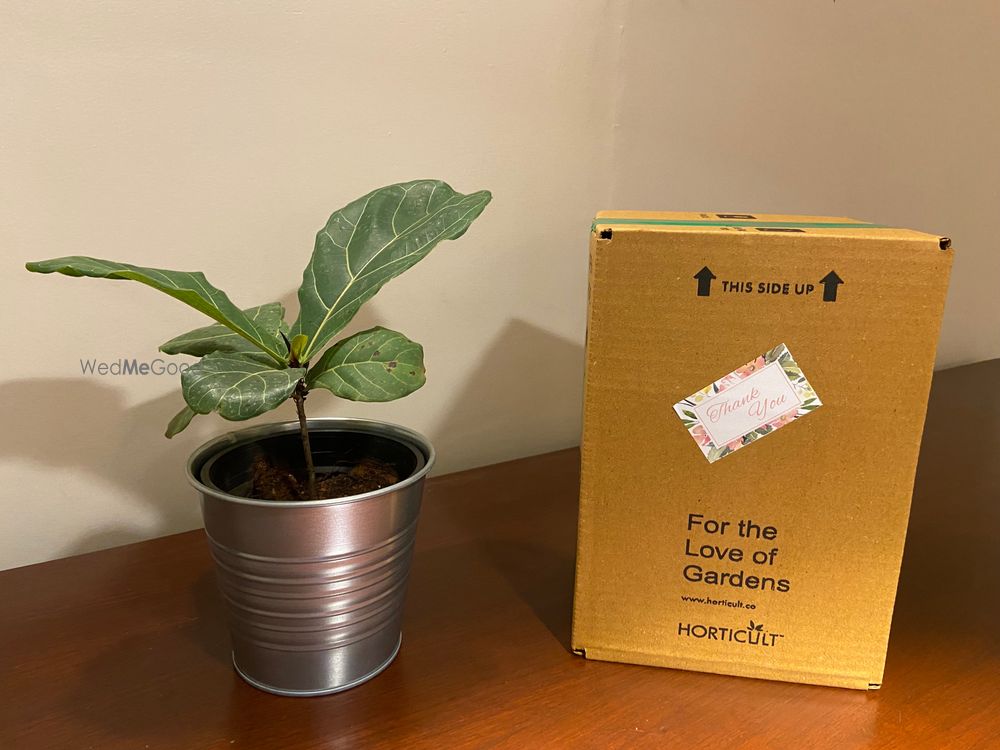 Photo From Bulk Plant Gifts - By Horticult