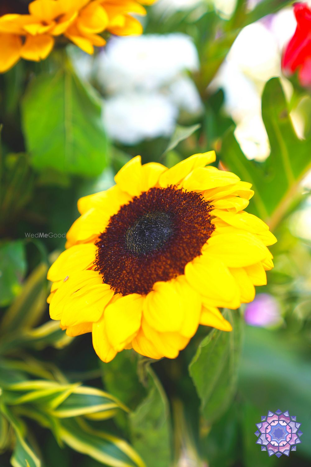 Photo From Butterfly Wonderland - By The Wedding Experience - Decor