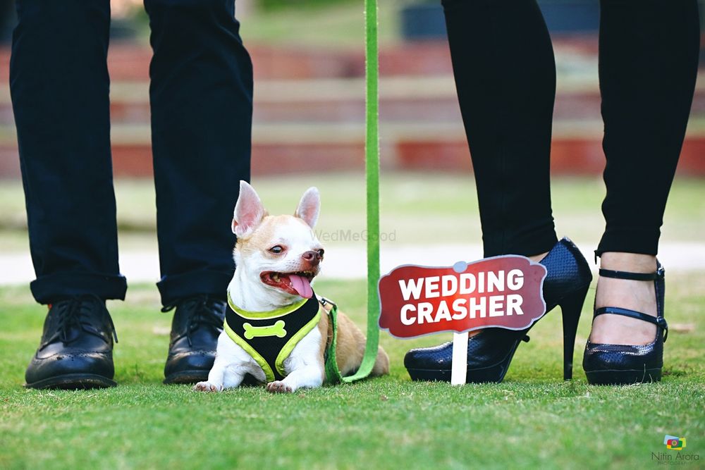 Photo of Cute couple shot with dog as wedding crasher