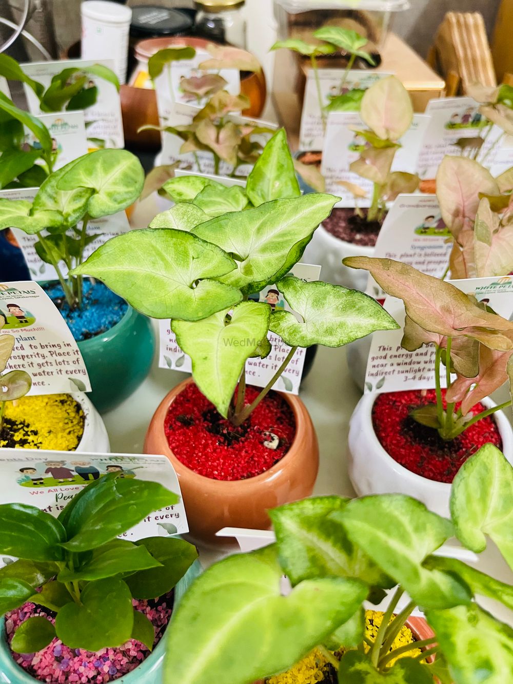 Photo From plants gifting  - By Wrap Studio by Priya