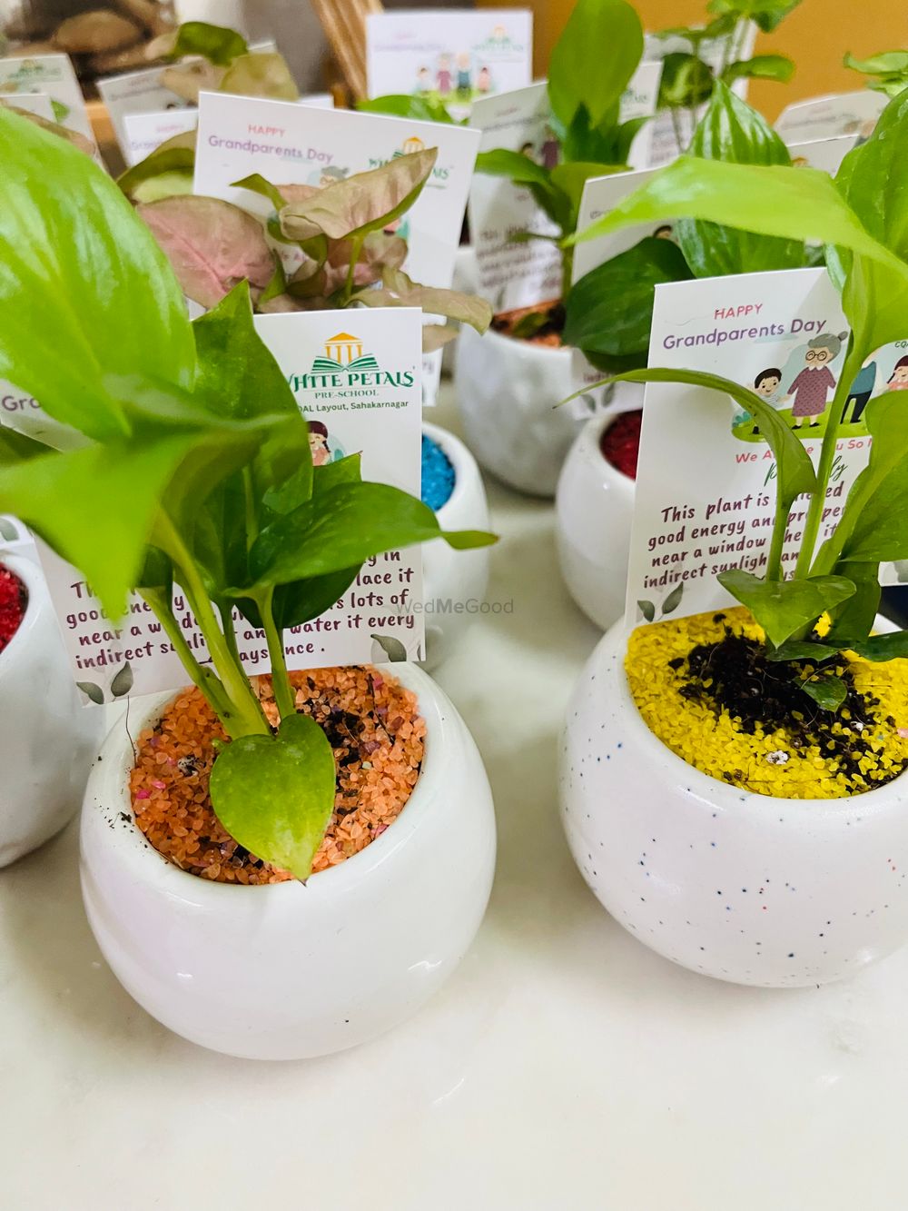 Photo From plants gifting  - By Wrap Studio by Priya