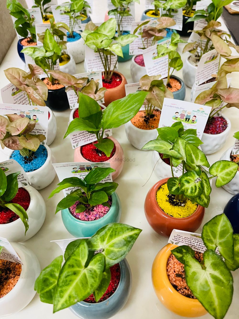 Photo From plants gifting  - By Wrap Studio by Priya