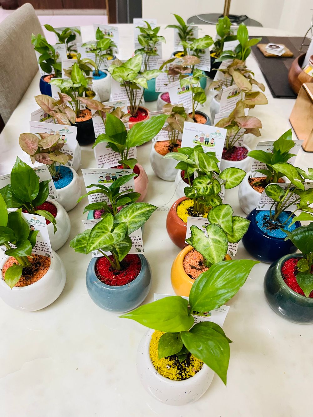 Photo From plants gifting  - By Wrap Studio by Priya