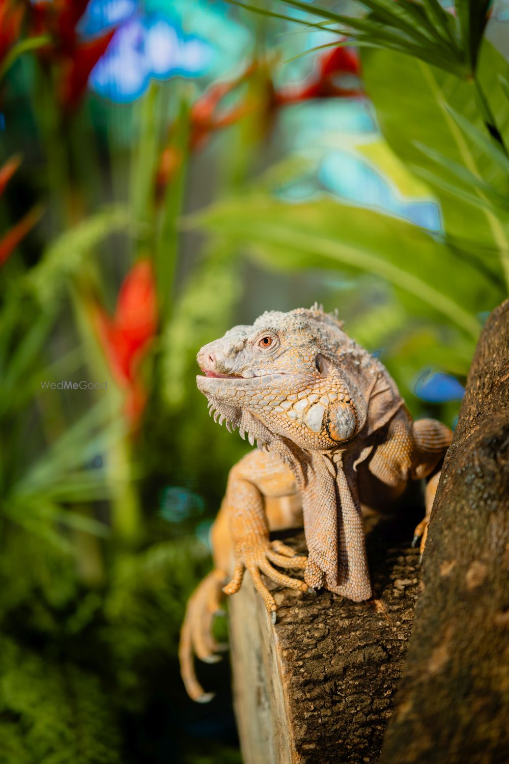 Photo From Tropical Forest Theme Wedding - By Red Dot Events