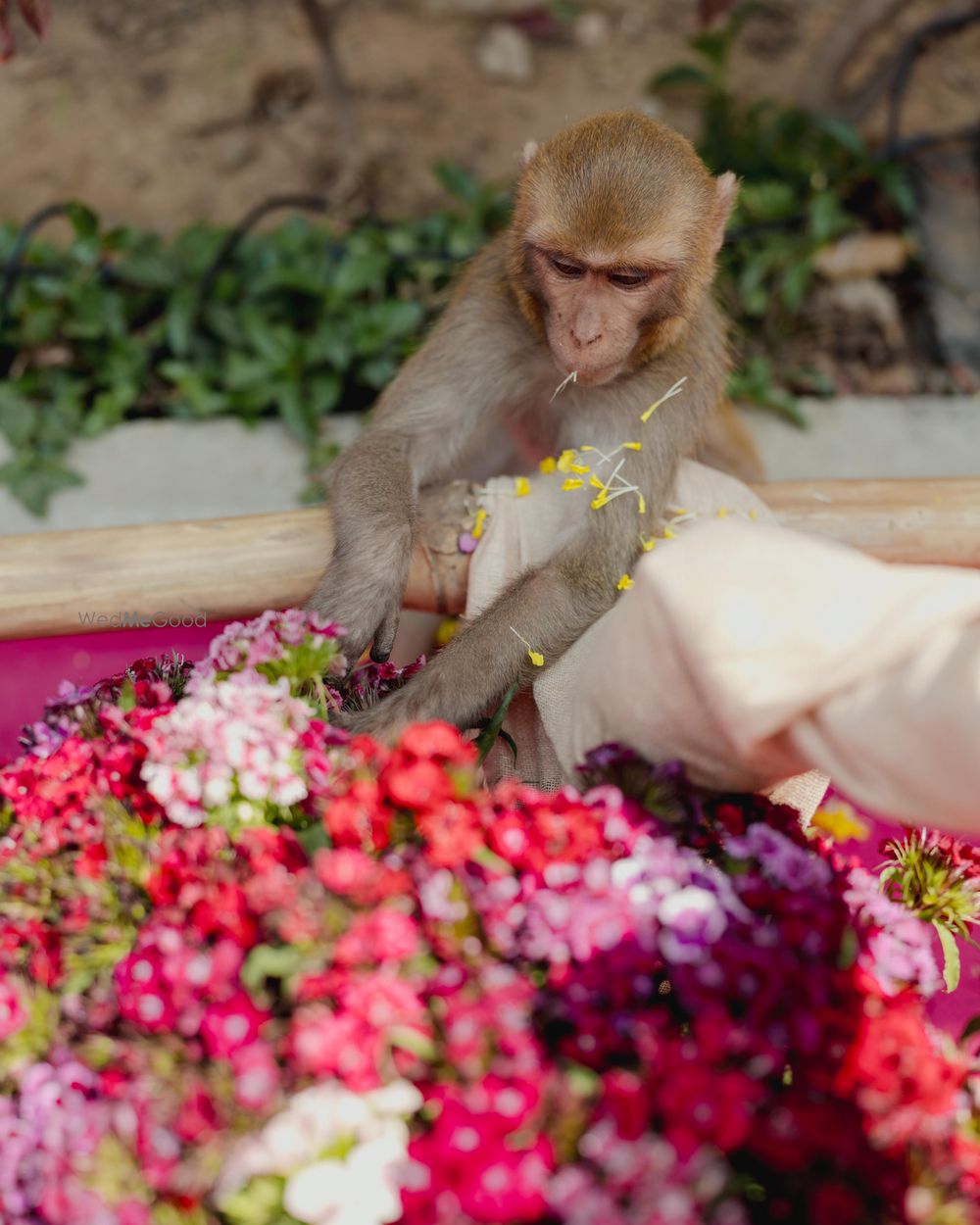 Photo From Pool Side Haldi - By Floria India