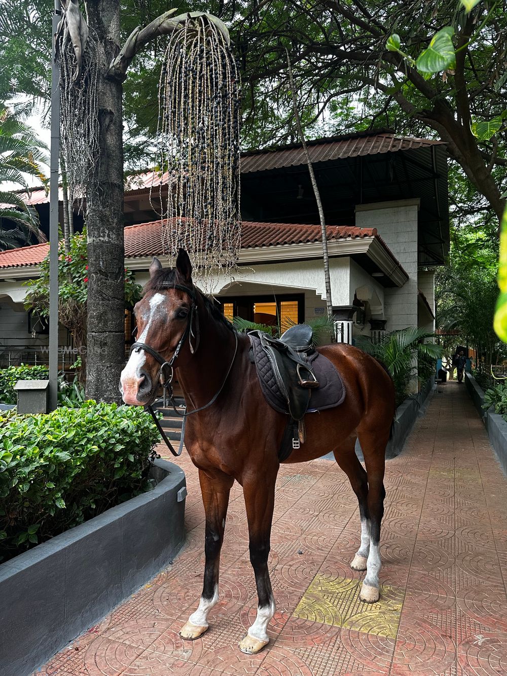 Photo From Horse Riding - By Marbella Farms and Resort