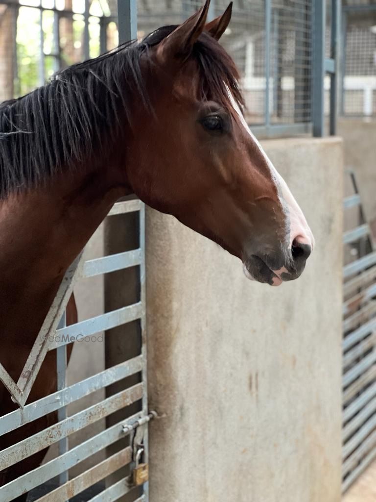 Photo From Horse Riding - By Marbella Farms and Resort