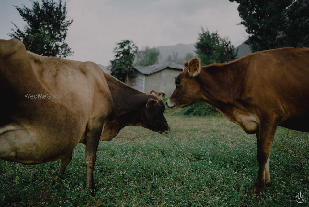 Photo From MANIL x  MANSI // DHARAMSHALA // WEDDING ALBUM - By Sab Moh Maya Hai