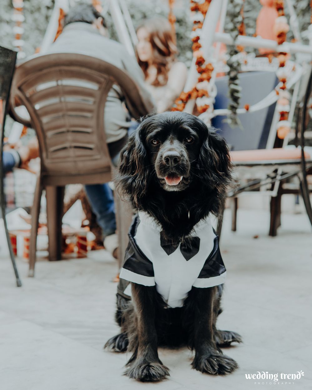 Photo of Cute photo of dog wearing bow tie