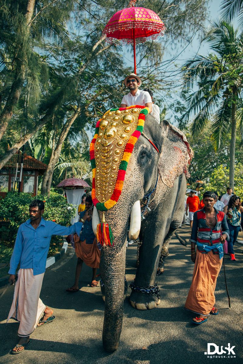 Photo of Groom entering on an elephant for Kerala wedding