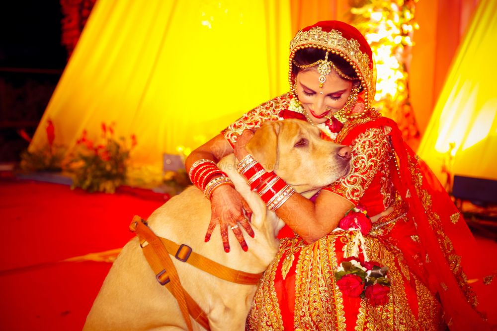 Photo of Bride with Pet Shot