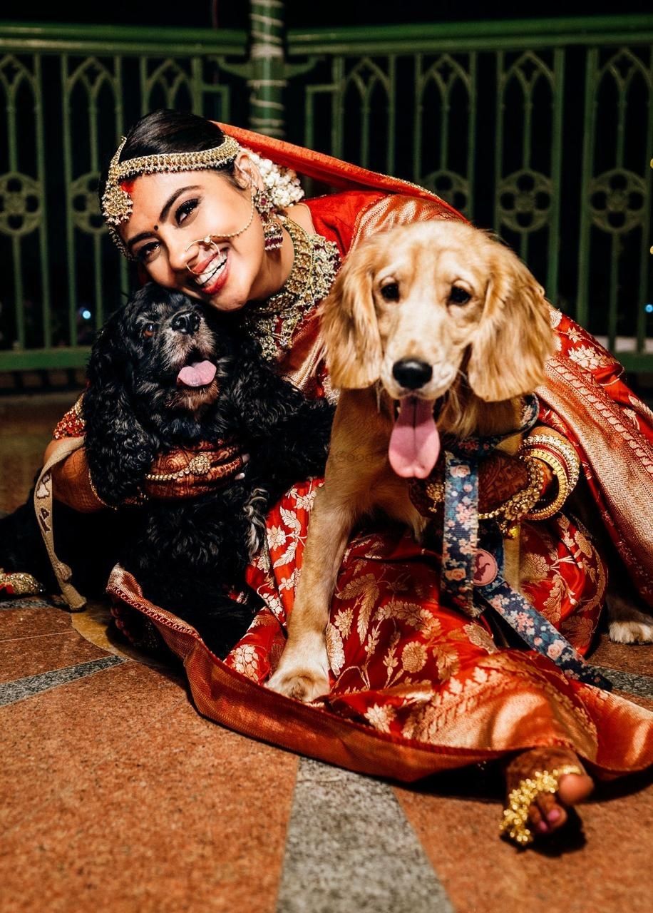 Photo of A cute bridal picture with her dogs.