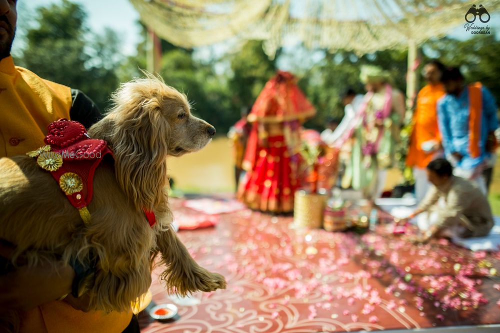 Photo From Mandeep X Payashwini | Forest Wedding | Kahna National Park - By Weddings by Doorbean