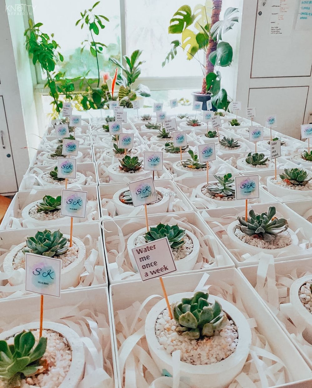 Photo of Succulents as favours for guests.