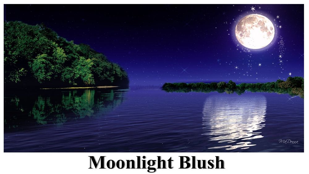 Photo From Moonlight Blush - By Melting Flowers