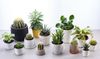Horticult