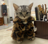 Apurva A