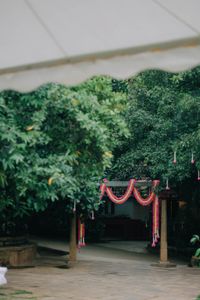 review-The Peacock Grove