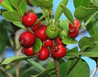 review-White Rose Hotel