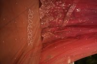 review-Bridal Veils by Sphinx