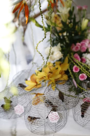 Let guests release birds in the sky at your engagement or reception