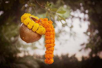 Genda phool flowers spilling out of pot