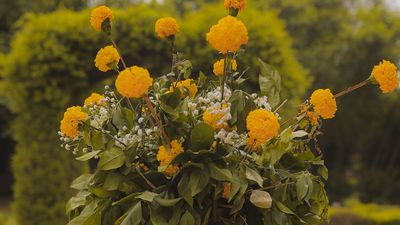 Yellow & White Traditional Haldi