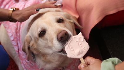 Pet Ice Creams