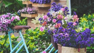 Blooming Flowers & Hues of Lavender