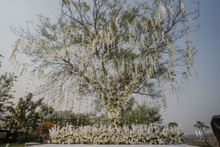 All white floral hanging decor on a tree for an outdoor style mandap