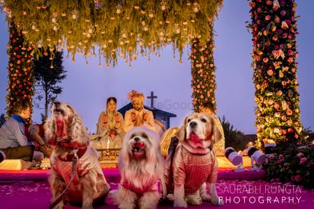Dogs wearing clothes, sitting infront of a floral mandap