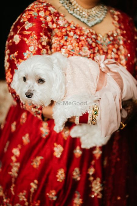 Photo of bride holding her dog getting ready shot