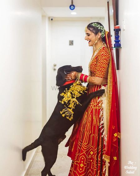 Photo of bride wearing kaleere with her dog