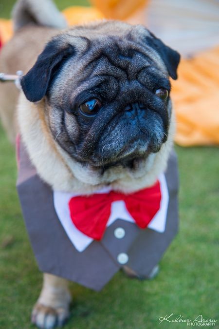 Pet dog dressed up in suit