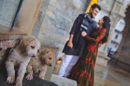 Photo of pre-wedding shoot with dogs