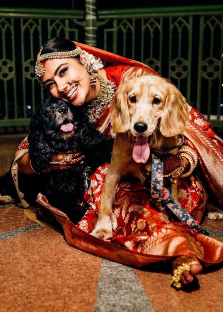 A cute bridal picture with her dogs. 